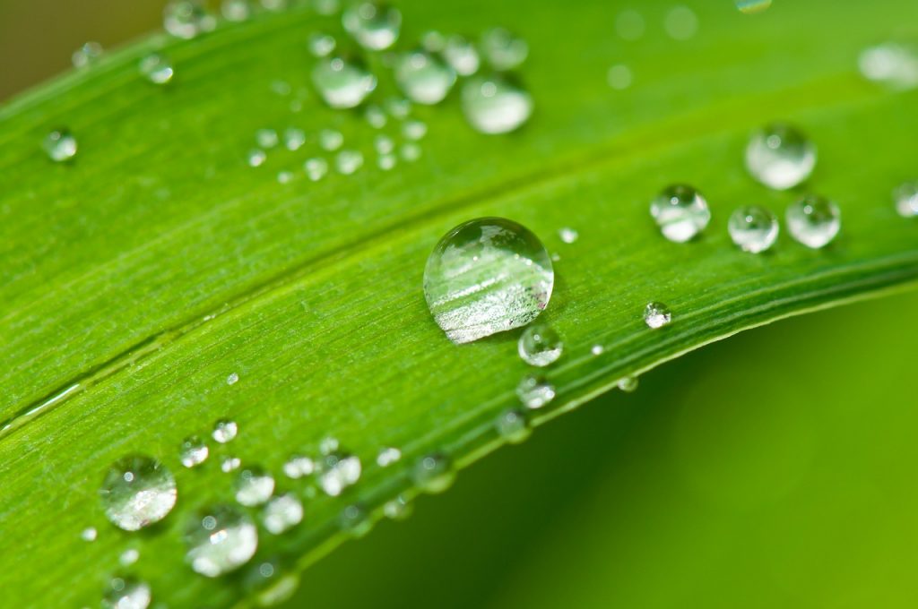 WATER: THE ELIXIR OF LIFE
